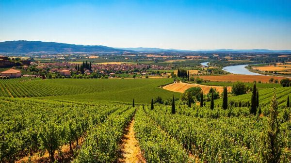 Découvrir les Côtes du Rhône : Histoire, caractéristiques et accords gourmands